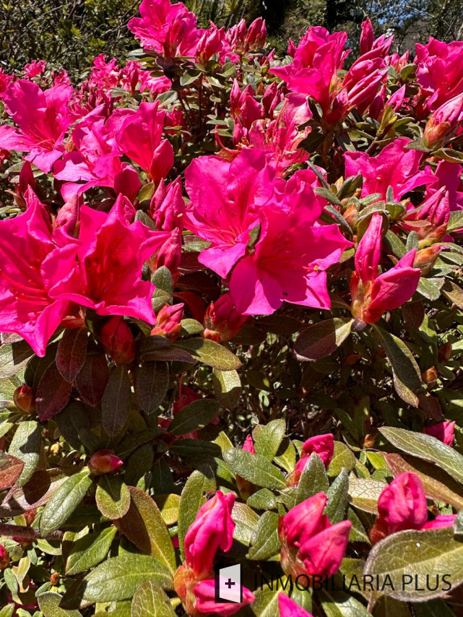 Casa ID.1384 - Alquiler de Casa con 3 Dormitorios, 2 Baños, barbacoa, garaje a pasos de playa mansa de Punta del Este 