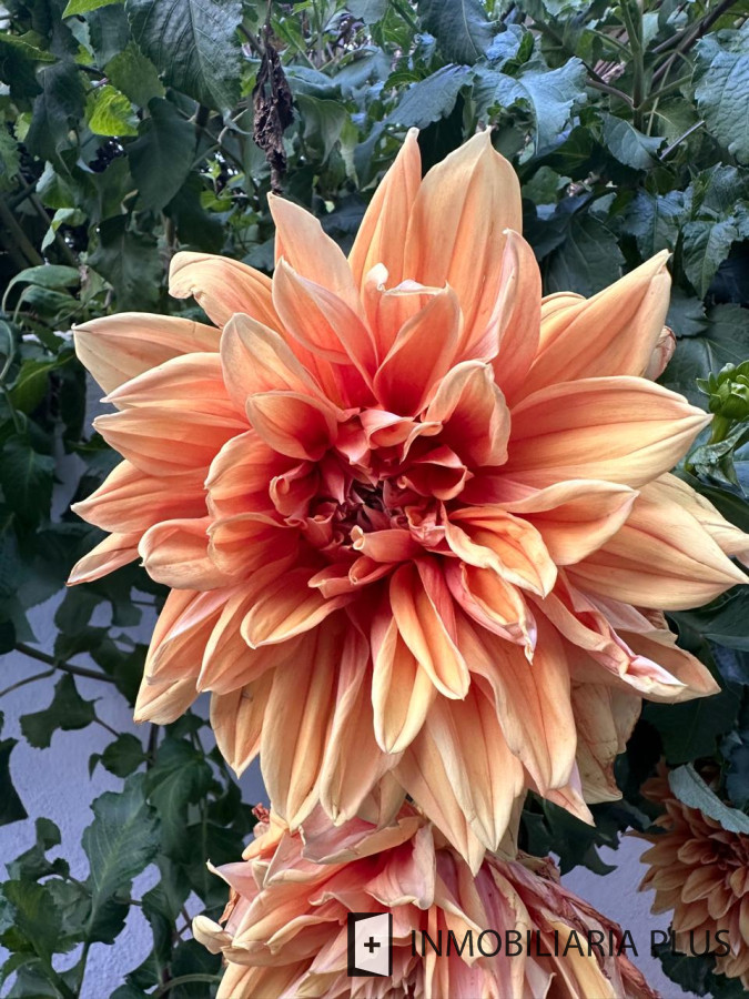 Casa ID.1384 - Alquiler de Casa con 3 Dormitorios, 2 Baños, barbacoa, garaje a pasos de playa mansa de Punta del Este 