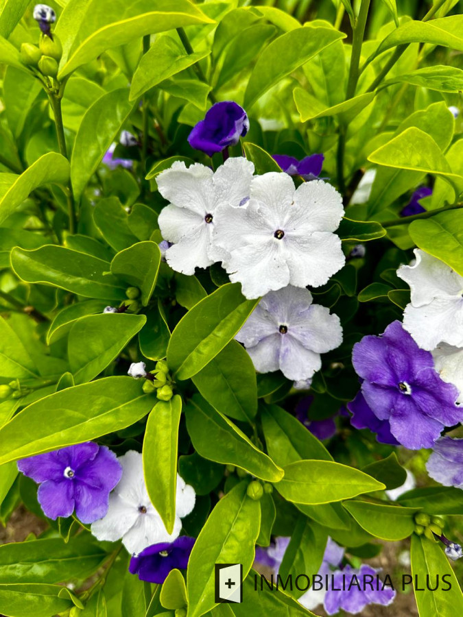 Casa ID.1384 - Alquiler de Casa con 3 Dormitorios, 2 Baños, barbacoa, garaje a pasos de playa mansa de Punta del Este 