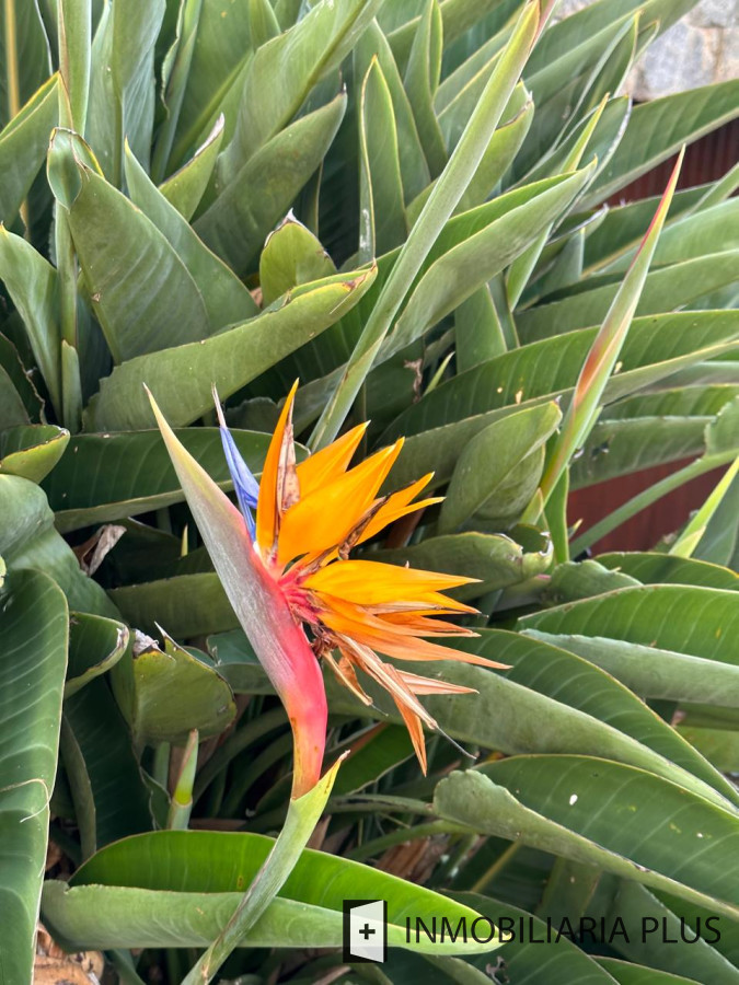 Casa ID.1384 - Alquiler de Casa con 3 Dormitorios, 2 Baños, barbacoa, garaje a pasos de playa mansa de Punta del Este 