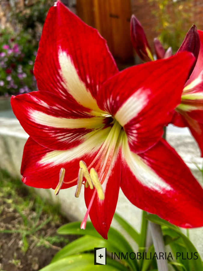 Casa ID.1384 - Alquiler de Casa con 3 Dormitorios, 2 Baños, barbacoa, garaje a pasos de playa mansa de Punta del Este 