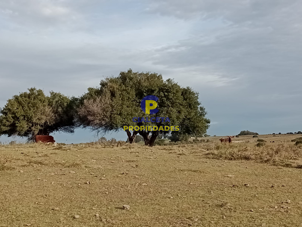 Chacra ID.268 - 5 hectáreas en Malonado