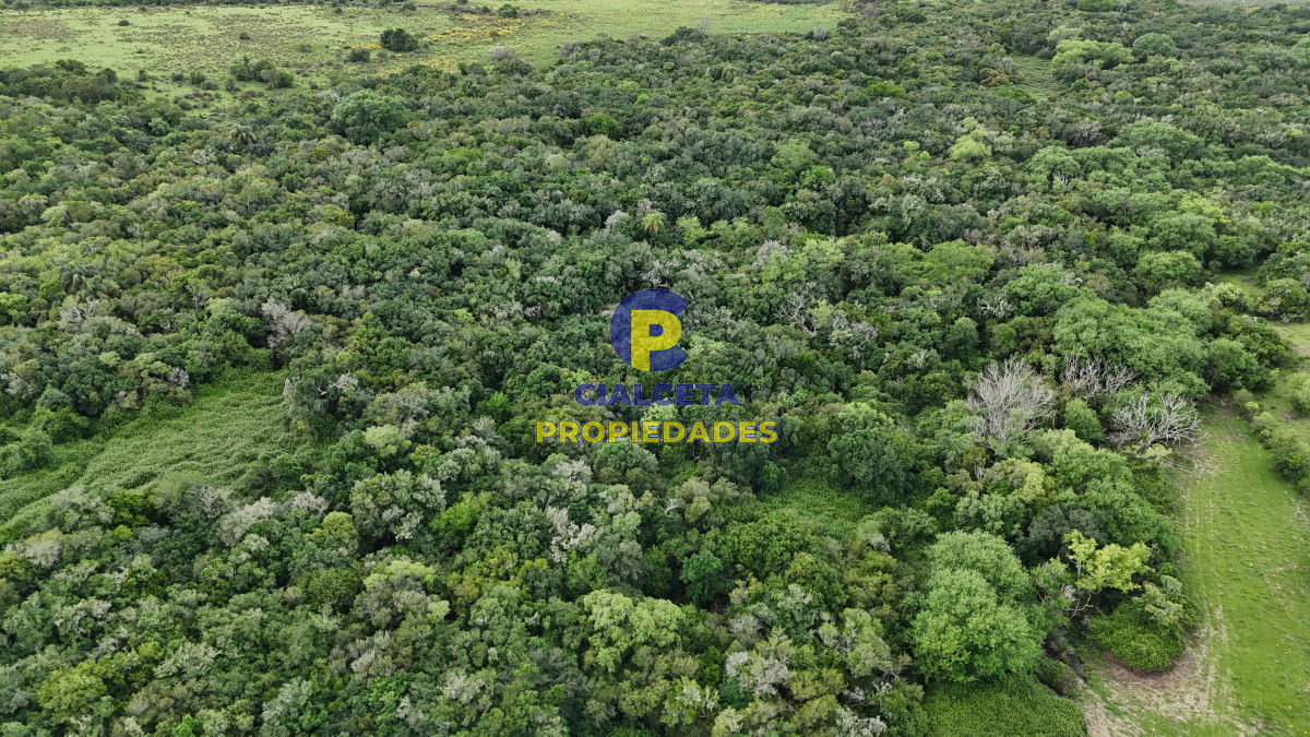 Chacra ID.561 - 5 hectáreas con monte y arroyo José Ignacio