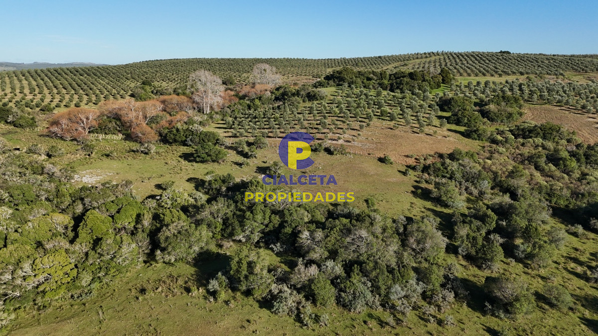 Chacra ID.455 - 5 hectáreas en Zanja del Tigre