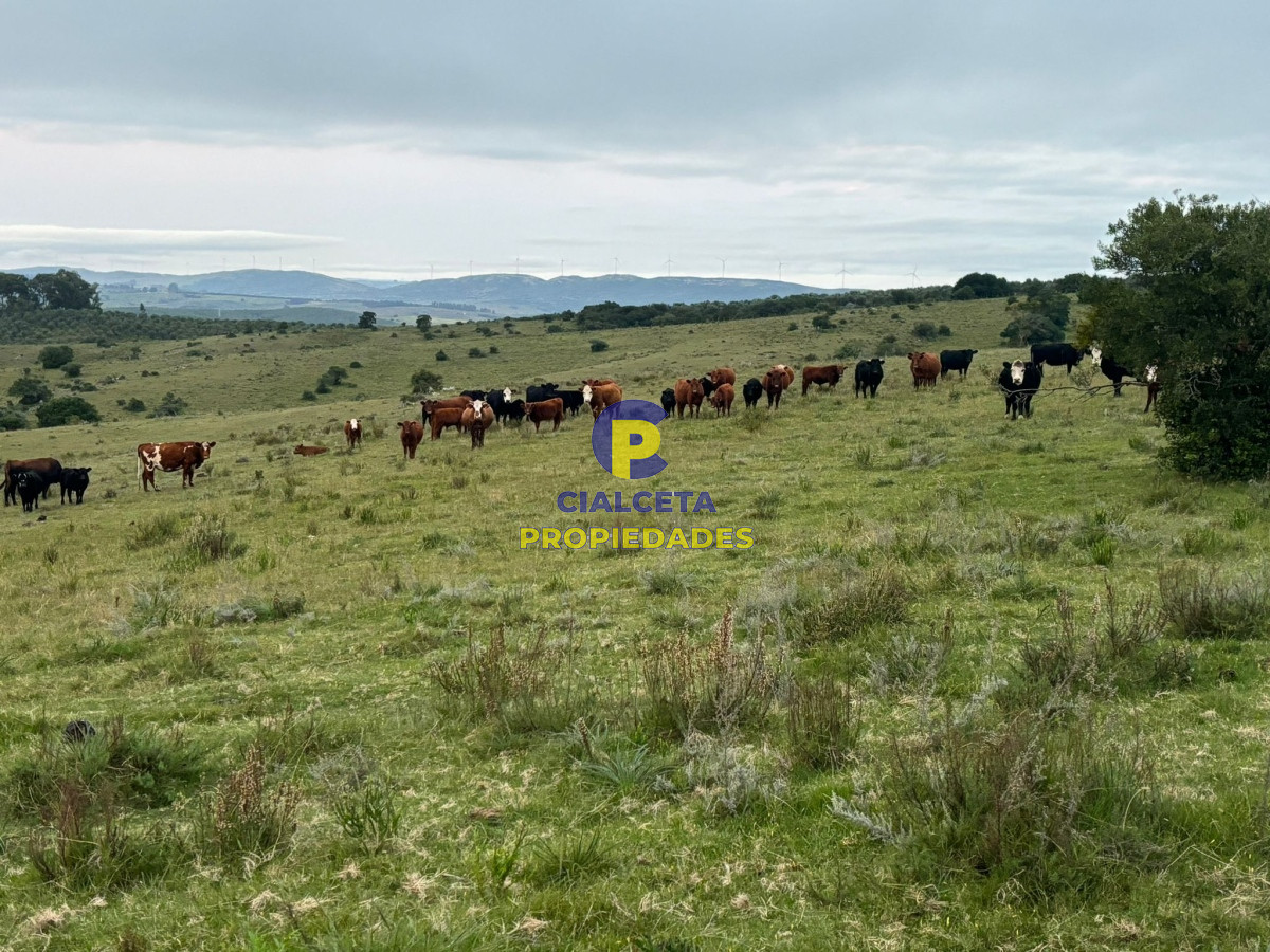 Chacra ID.431 - 5 hectáreas a 10 km de Pueblo Edén