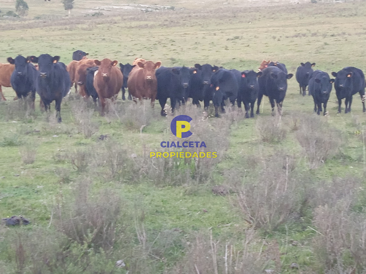 Chacra ID.44 - 5 hectáreas en ruta 39