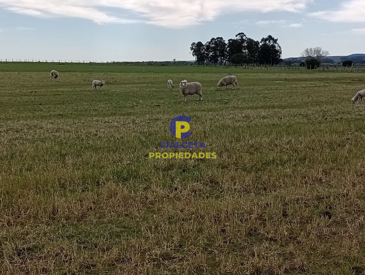 Chacra ID.296 - 9 hectáreas en lavalleja