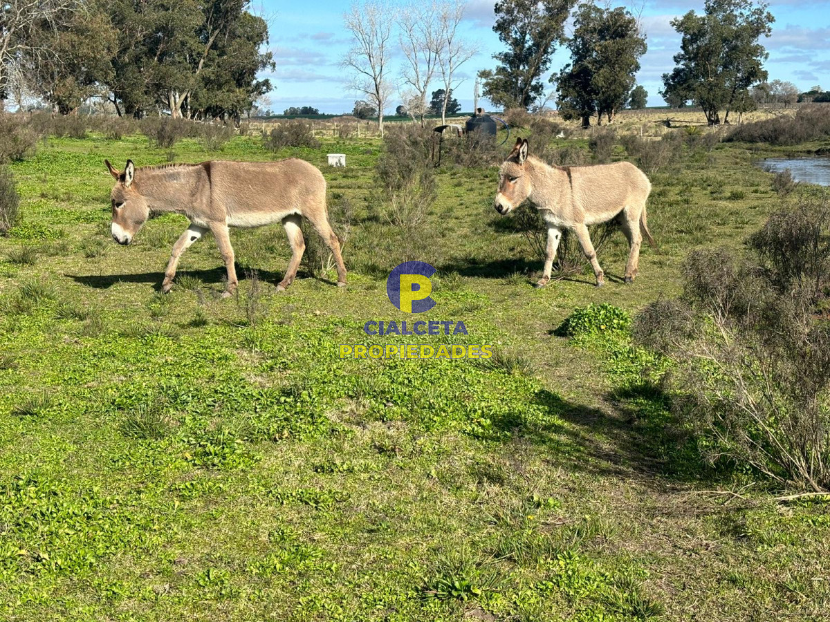 Chacra ID.584 - Chacra de 7 hecáreas y media con construcciones