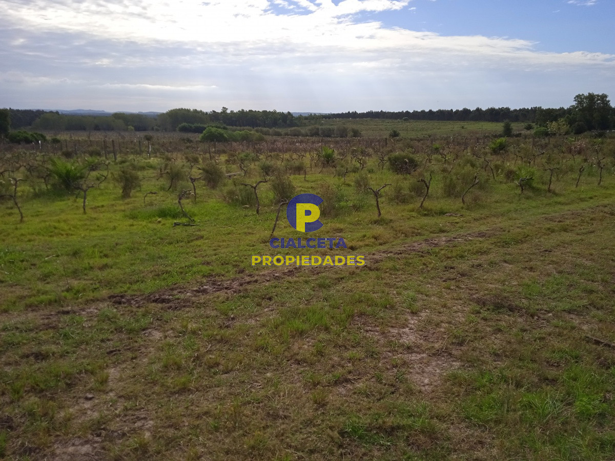 Chacra ID.201 - 3 hectáreas en Canelones
