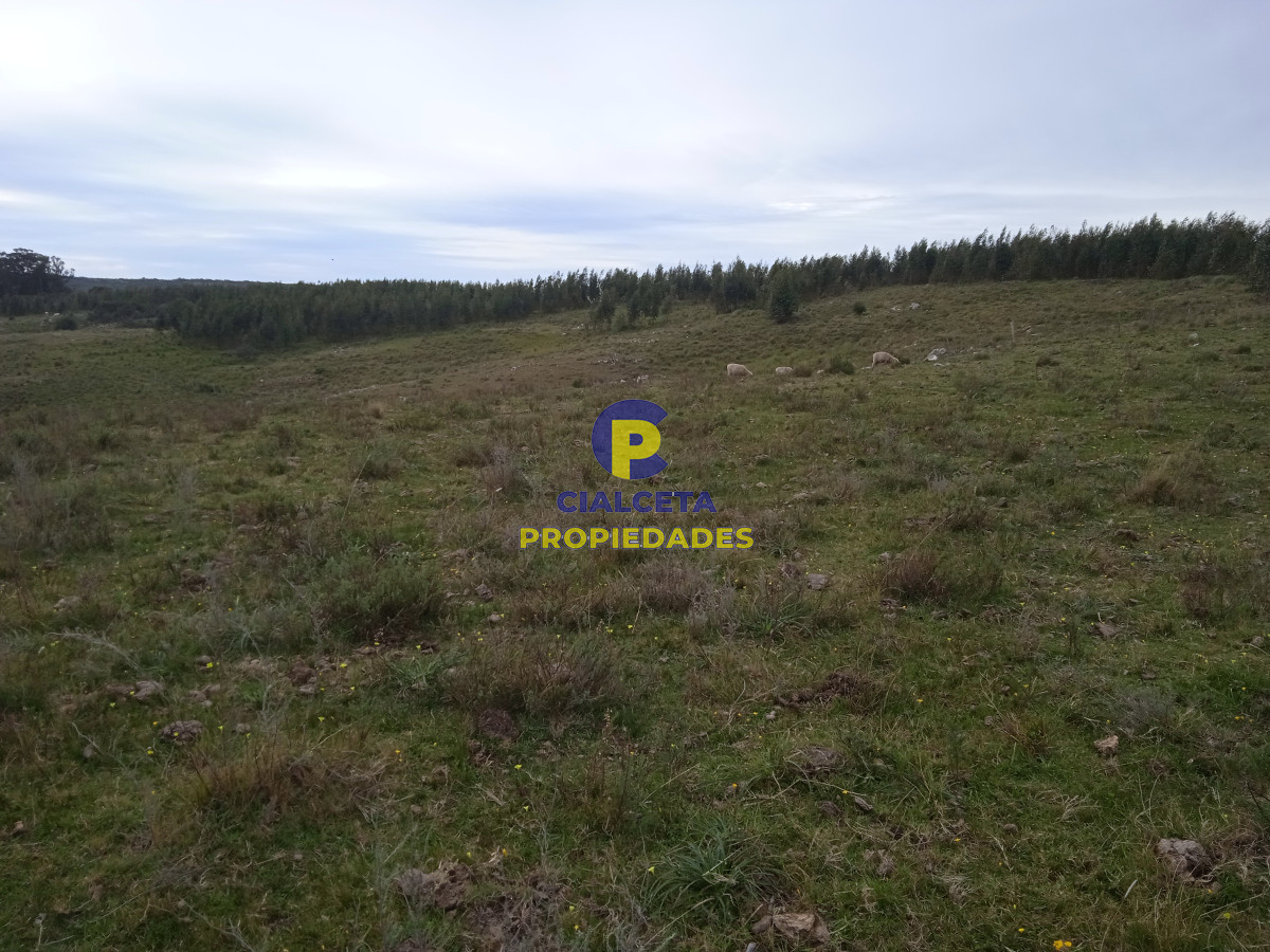 14 hectáreas con 7.500 metros con casa - GoPunta - Portal Inmobiliario de Punta del Este - Maldonado