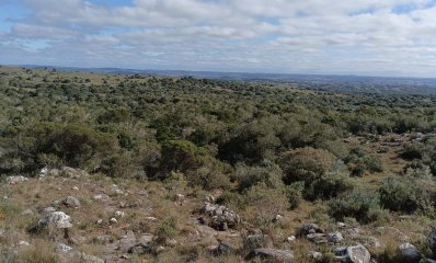 8 hectáreas en Maldonado, con monte nativo