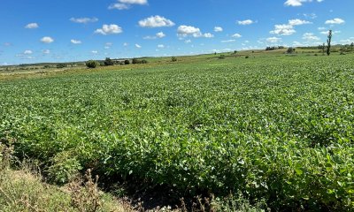 14 hectáreas en Canelones