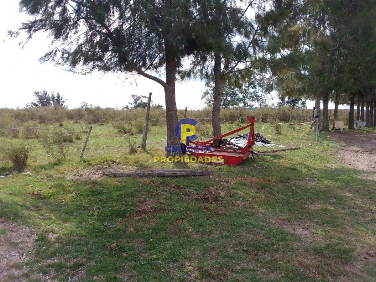 Campo Ref.139 - 3 hectáreas con olivos