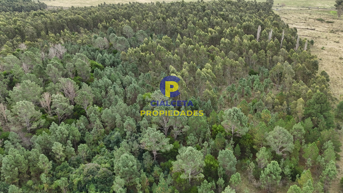 Campo Ref.449 - 39 hectáreas y media en Canelones