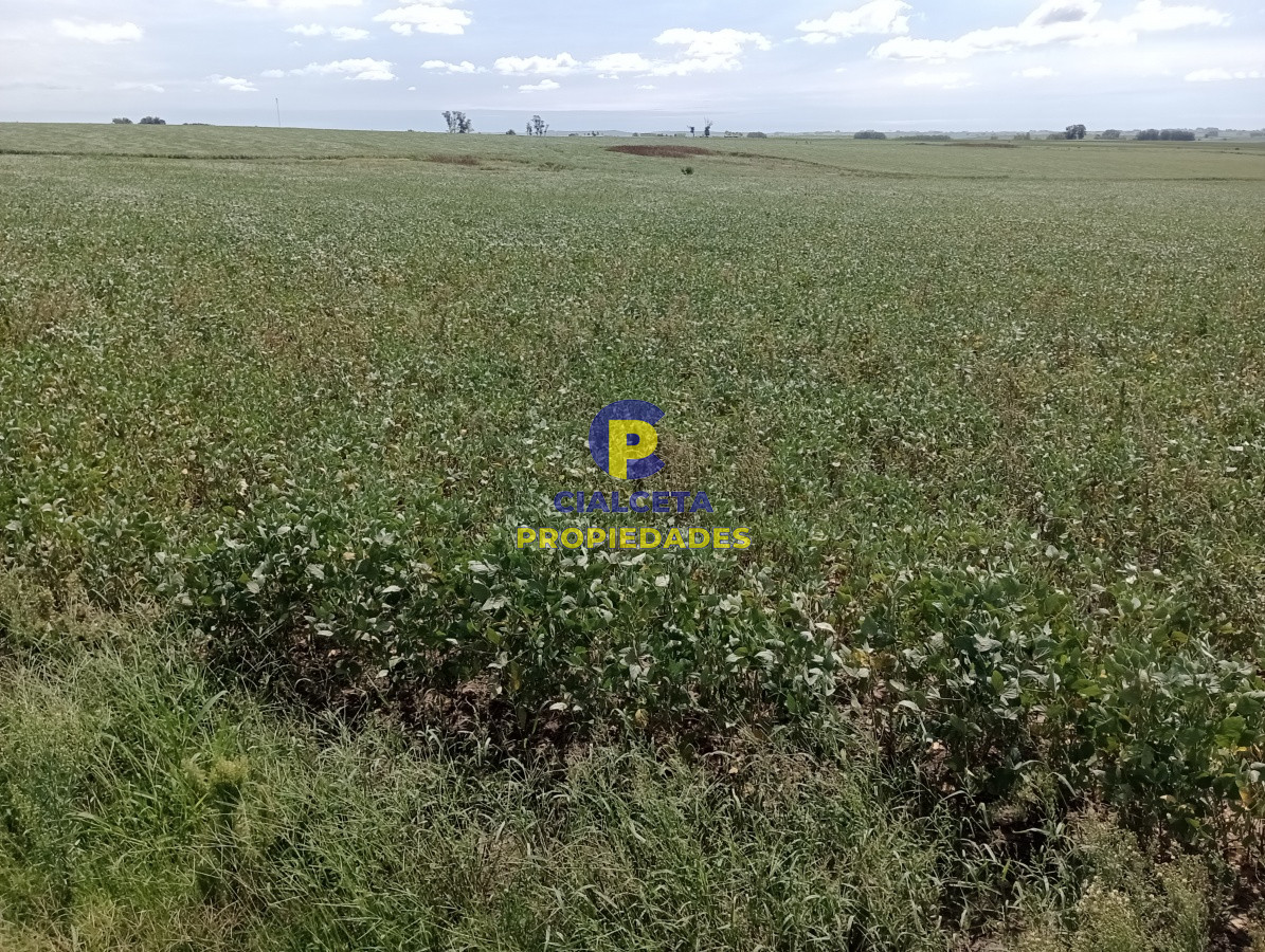 Campo Ref.68 - 350 hectáreas en lavalleja