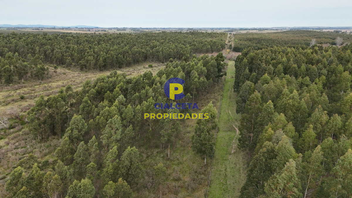 Campo Ref.449 - 39 hectáreas y media en Canelones