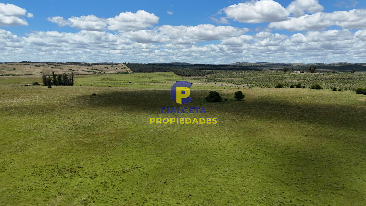 Campo Ref.551 - 95 hectáreas ganadero forestal