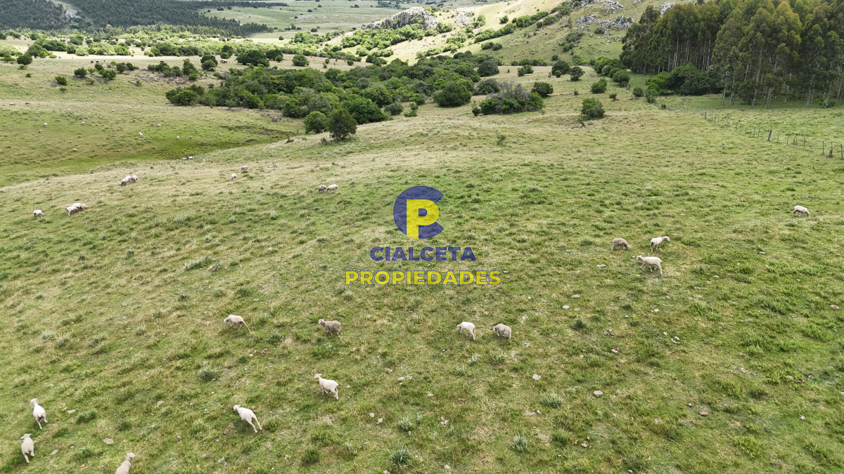 Campo Ref.553 - 485 hectáreas en Lavalleja, ganadero forestal