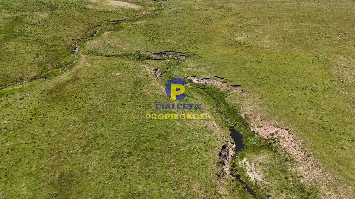 Campo Ref.551 - 95 hectáreas ganadero forestal