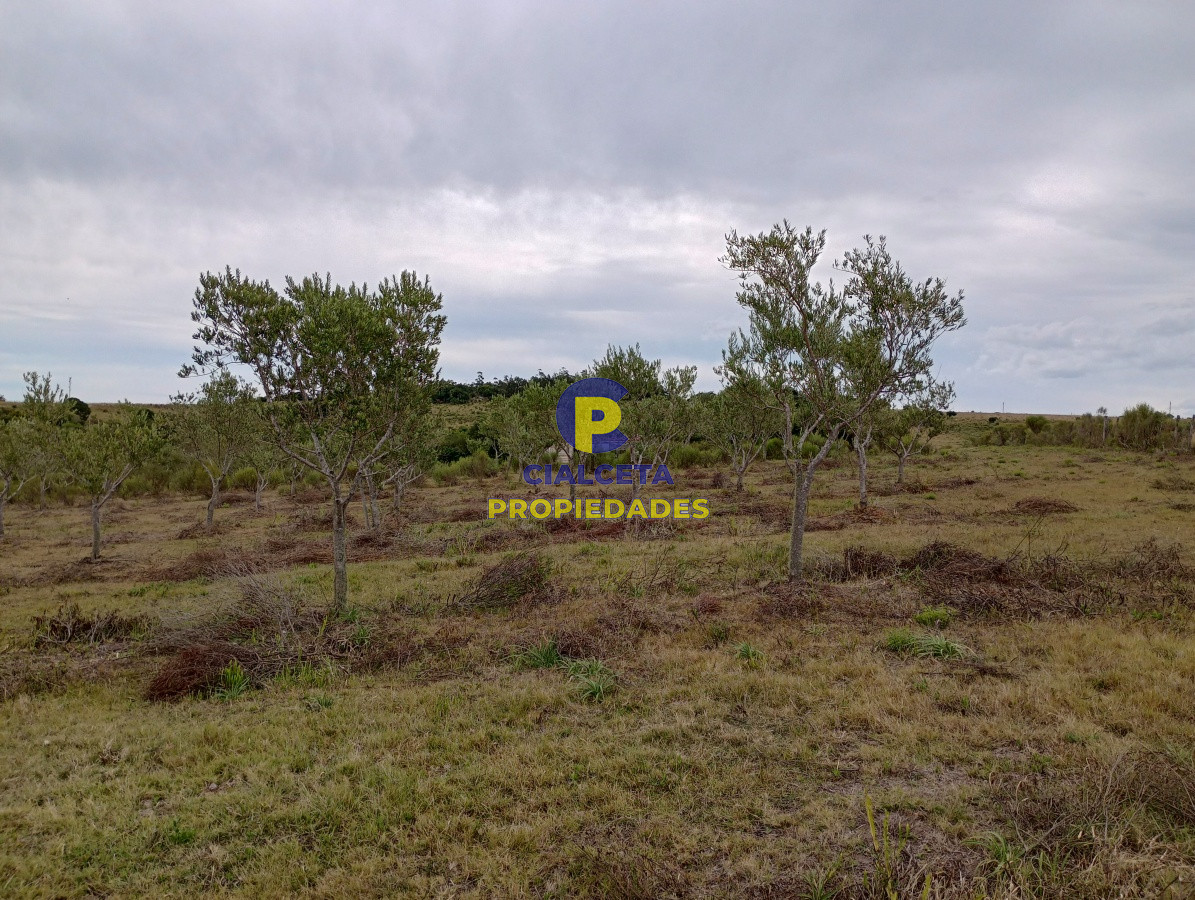 Campo Ref.111 - 5 hectáreas con olivos en Maldonado