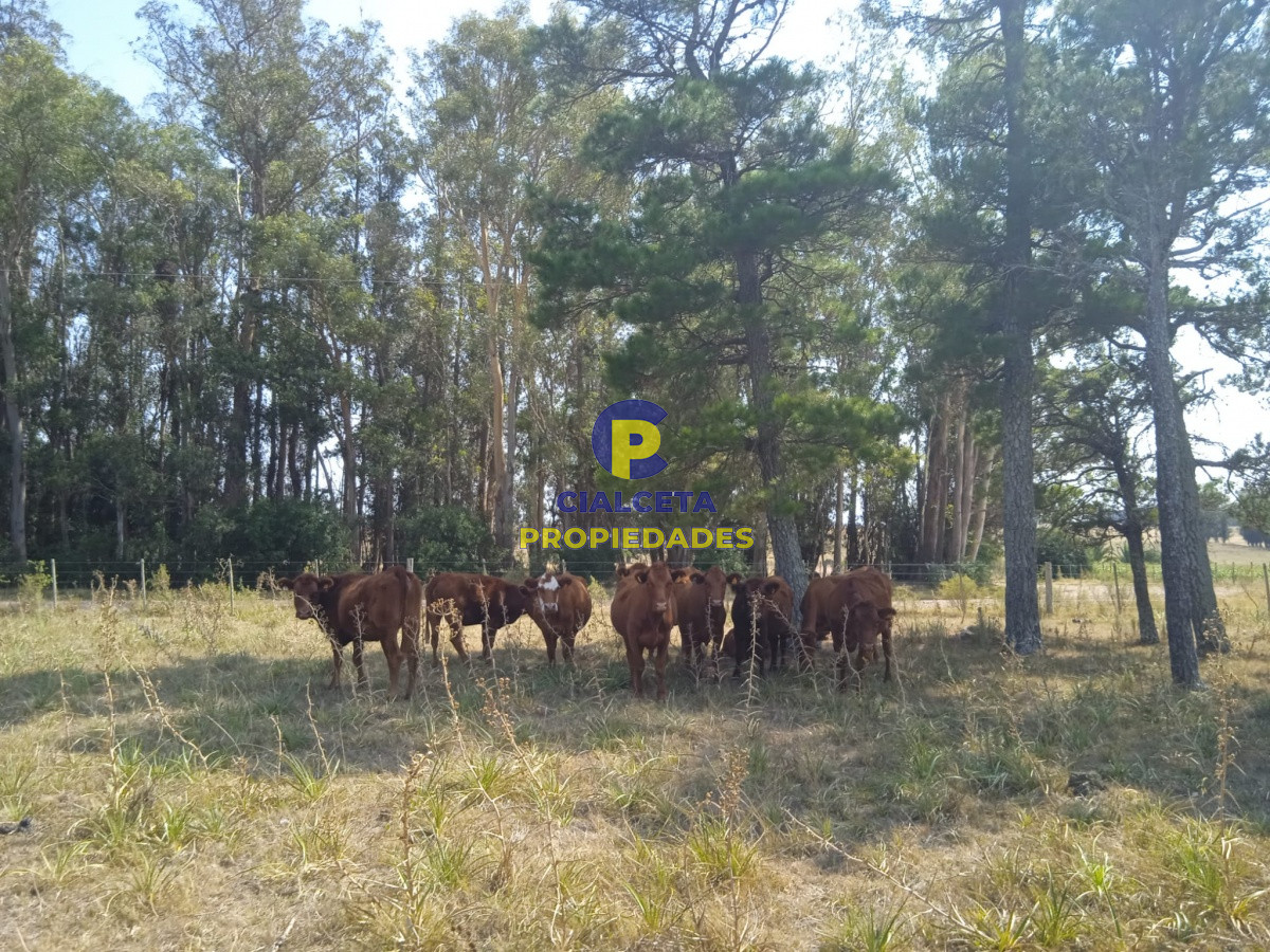 Campo Ref.69 - 180 hectáreas en Lavalleja