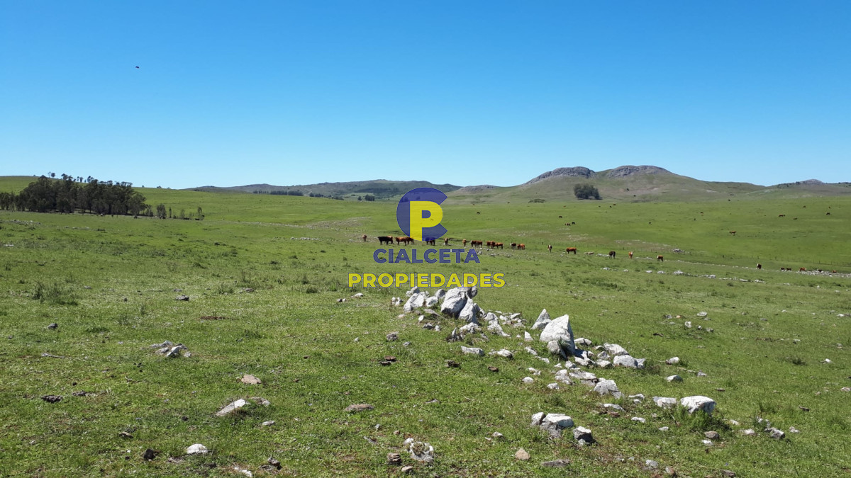 Campo Ref.323 - 115 hectáreas en Lavalleja