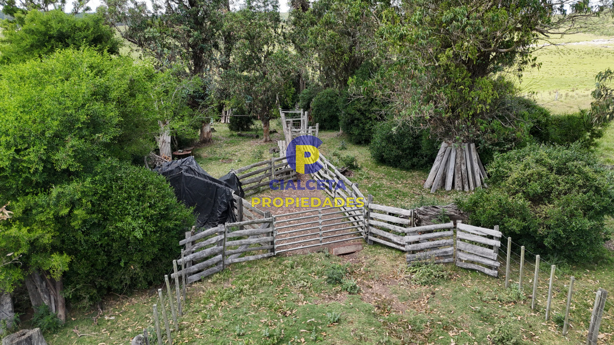 Campo Ref.551 - 95 hectáreas ganadero forestal