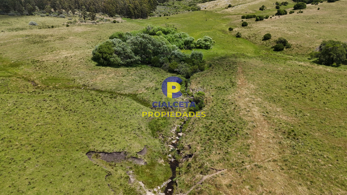 Campo Ref.551 - 95 hectáreas ganadero forestal