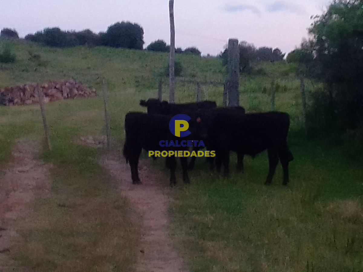 Campo Ref.89 - 330 hectáreas en Lavalleja