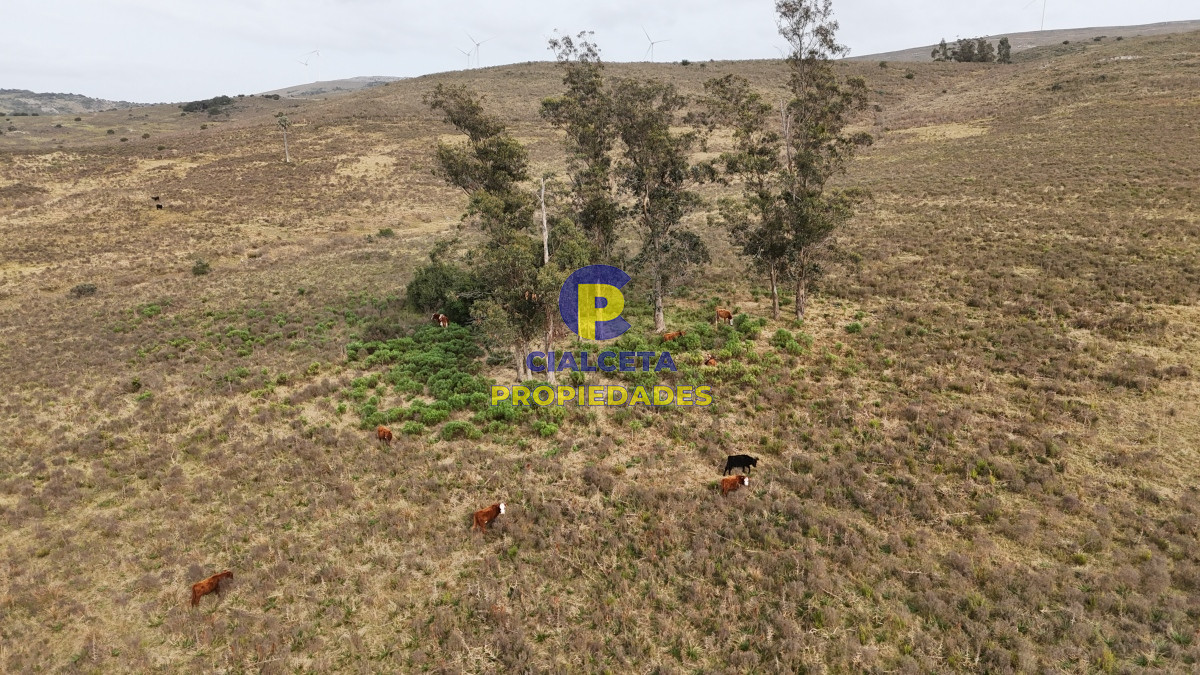 Campo Ref.502 - 86 hectáreas en Maldonado, con aguada, monte y cerro