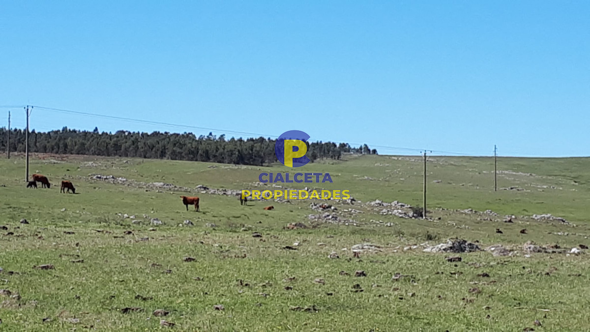 Campo Ref.322 - 100 hectáreas en Lavalleja