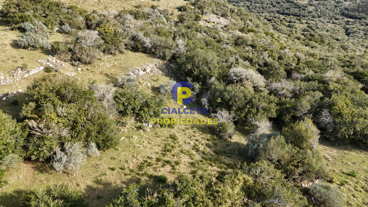 Campo Ref.510 - 95 hectáreas en Maldonado con cañada