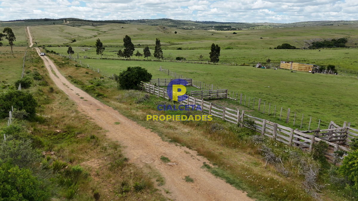Campo Ref.552 - 389 hectáreas ganaderas forestales
