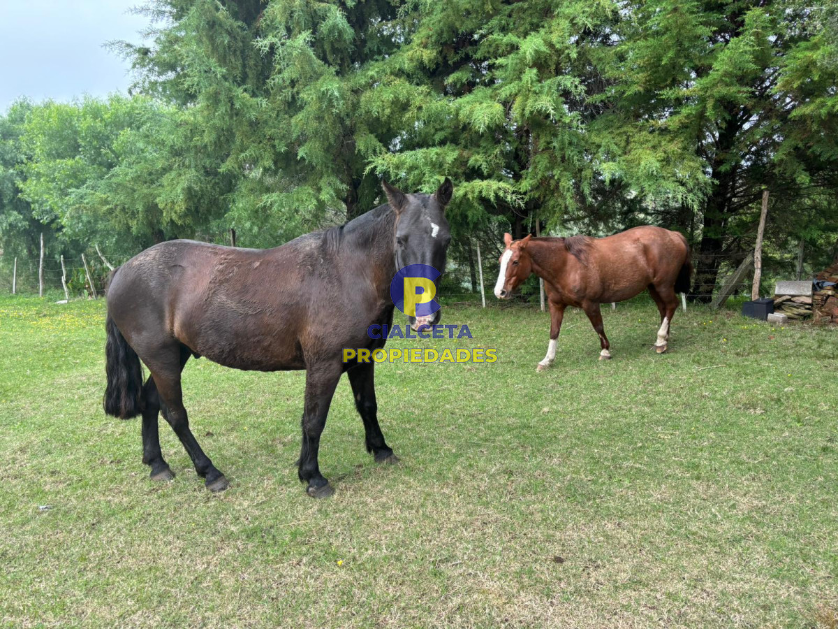 Campo Ref.426 - 116 hectáreas en Lavalleja