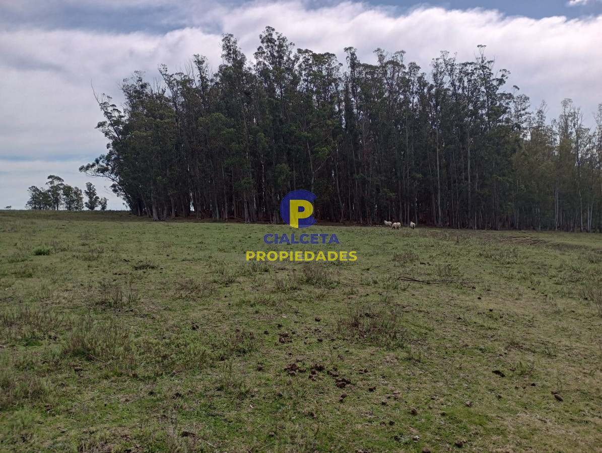 Campo Ref.295 - 22 hectáreas en lavalleja