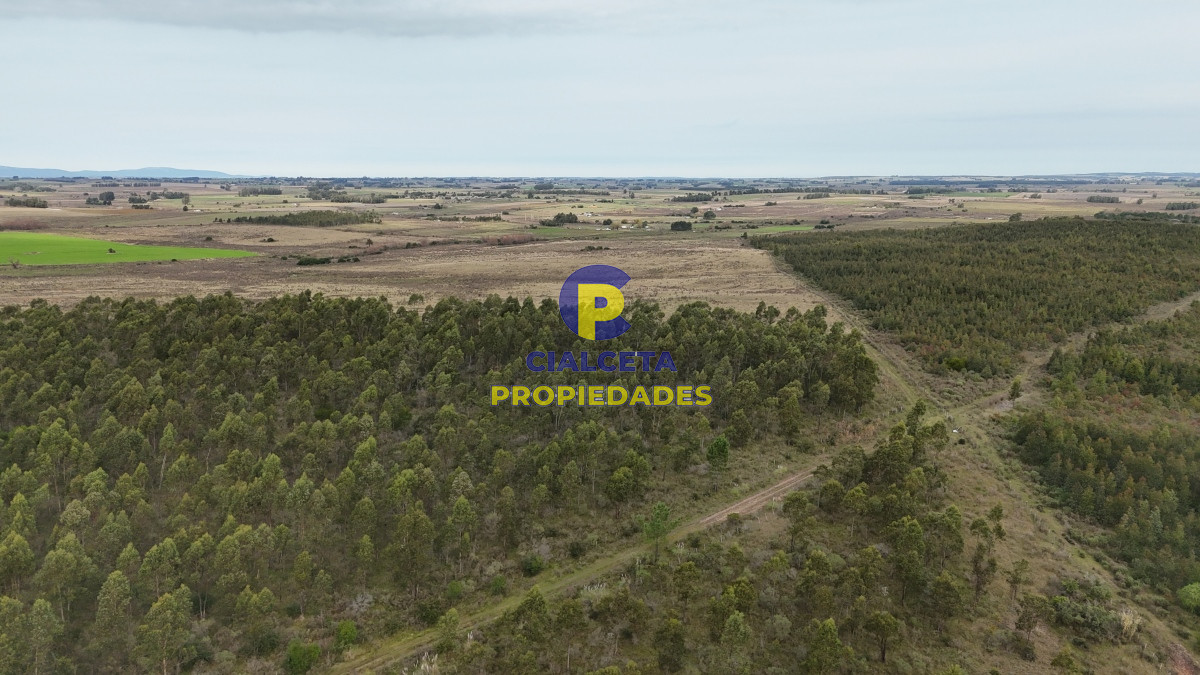 Campo Ref.449 - 39 hectáreas y media en Canelones