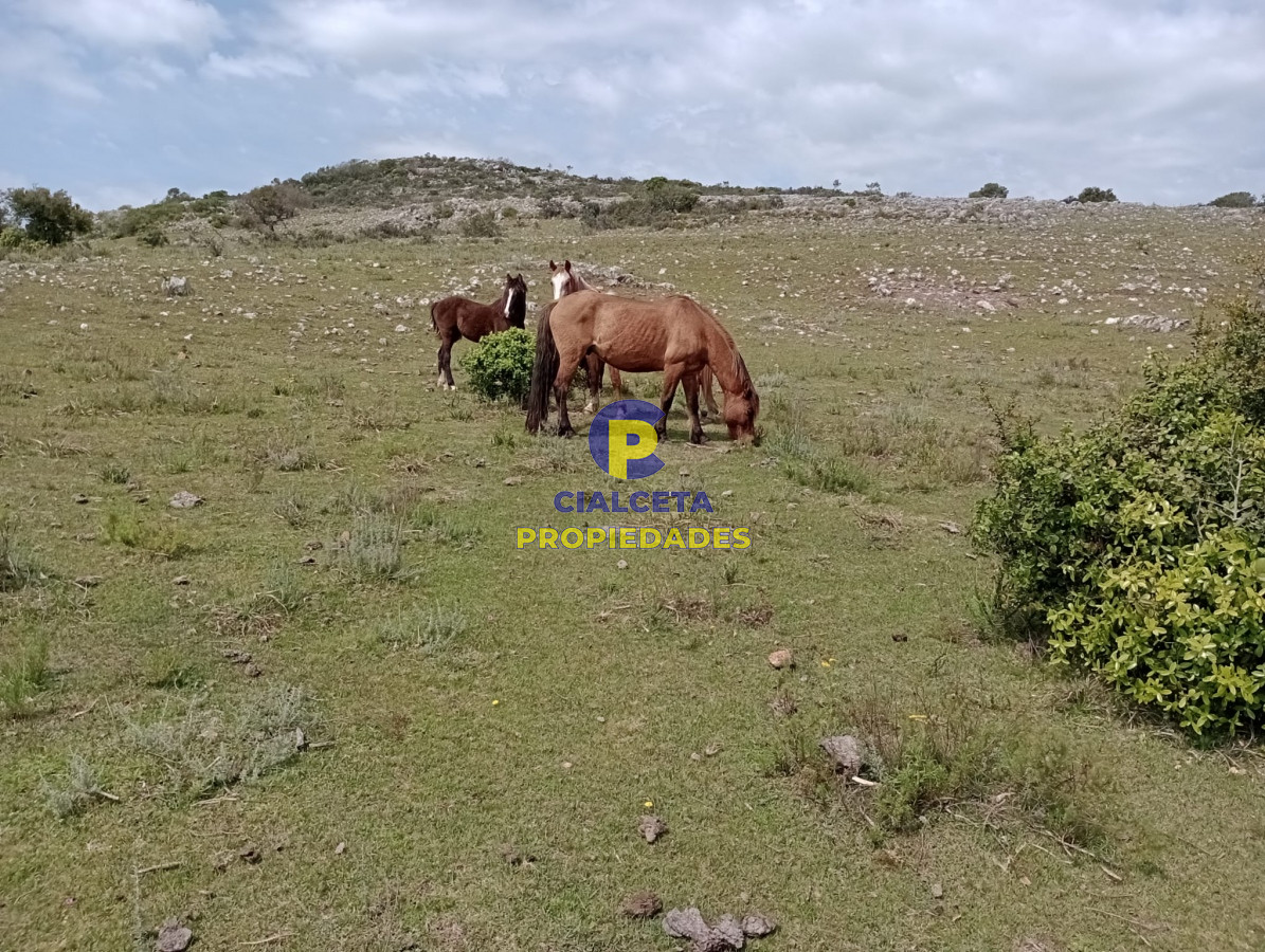 Campo Ref.317 - 55 hectáreas en Maldonado