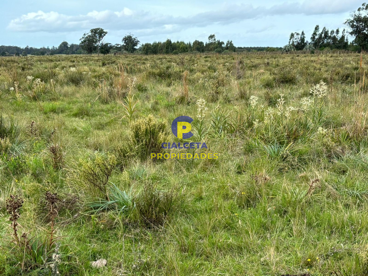 Campo Ref.418 - 50 hectáreas sobre ruta 9