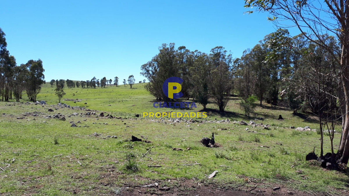 Campo Ref.325 - 298 hectáreas en Lavalleja