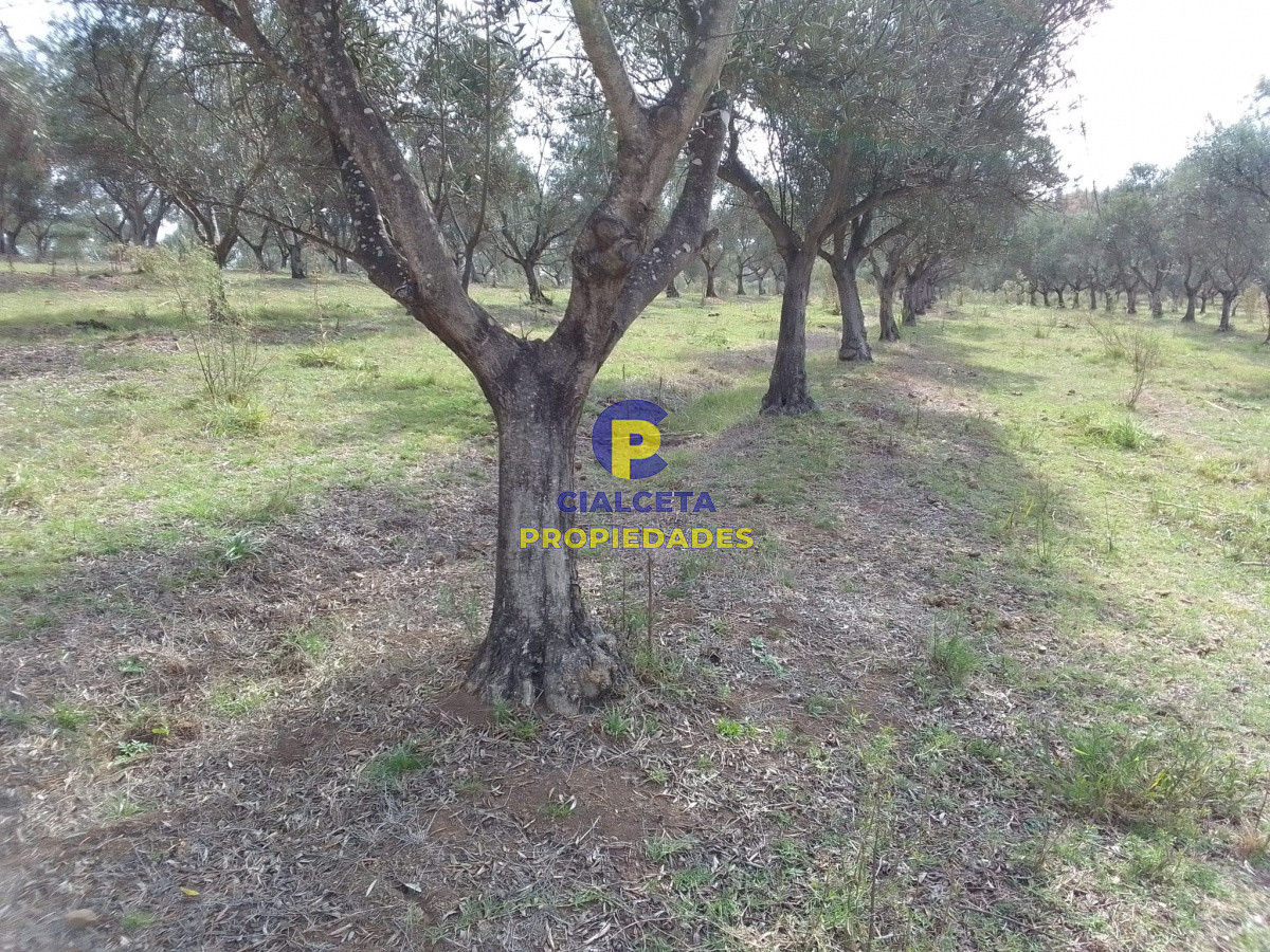 Campo Ref.139 - 3 hectáreas con olivos