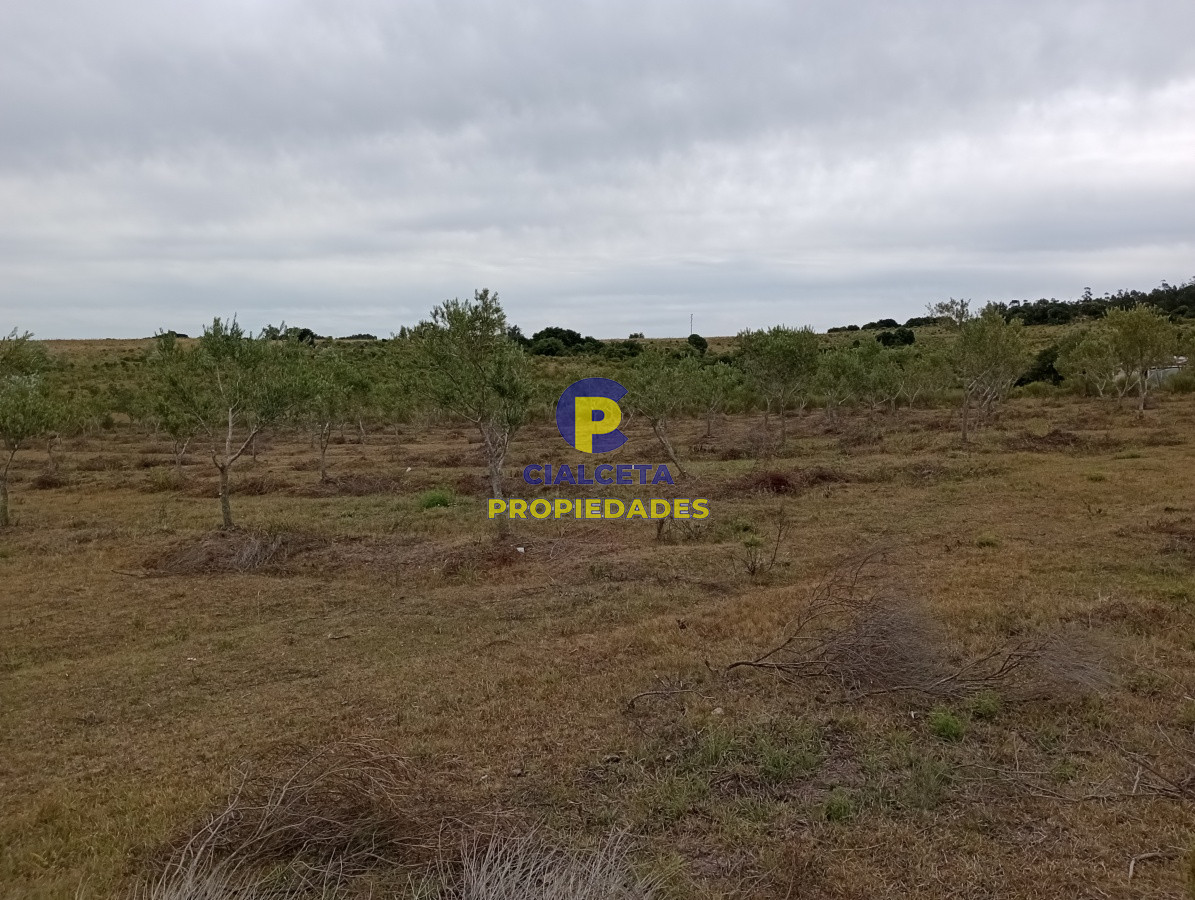 Campo Ref.111 - 5 hectáreas con olivos en Maldonado