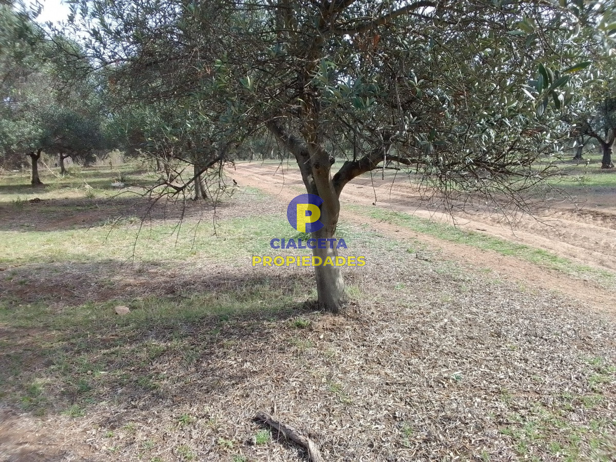 Campo Ref.139 - 3 hectáreas con olivos