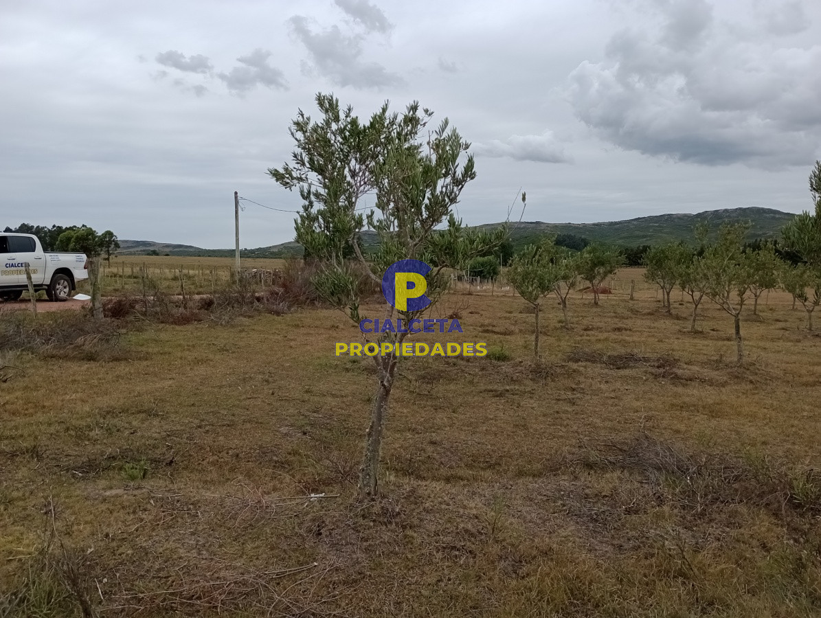 Campo Ref.111 - 5 hectáreas con olivos en Maldonado