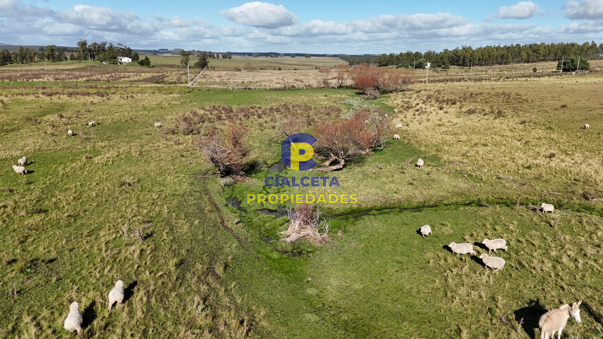 Campo Ref.454 - 430 hectáreas en Minas