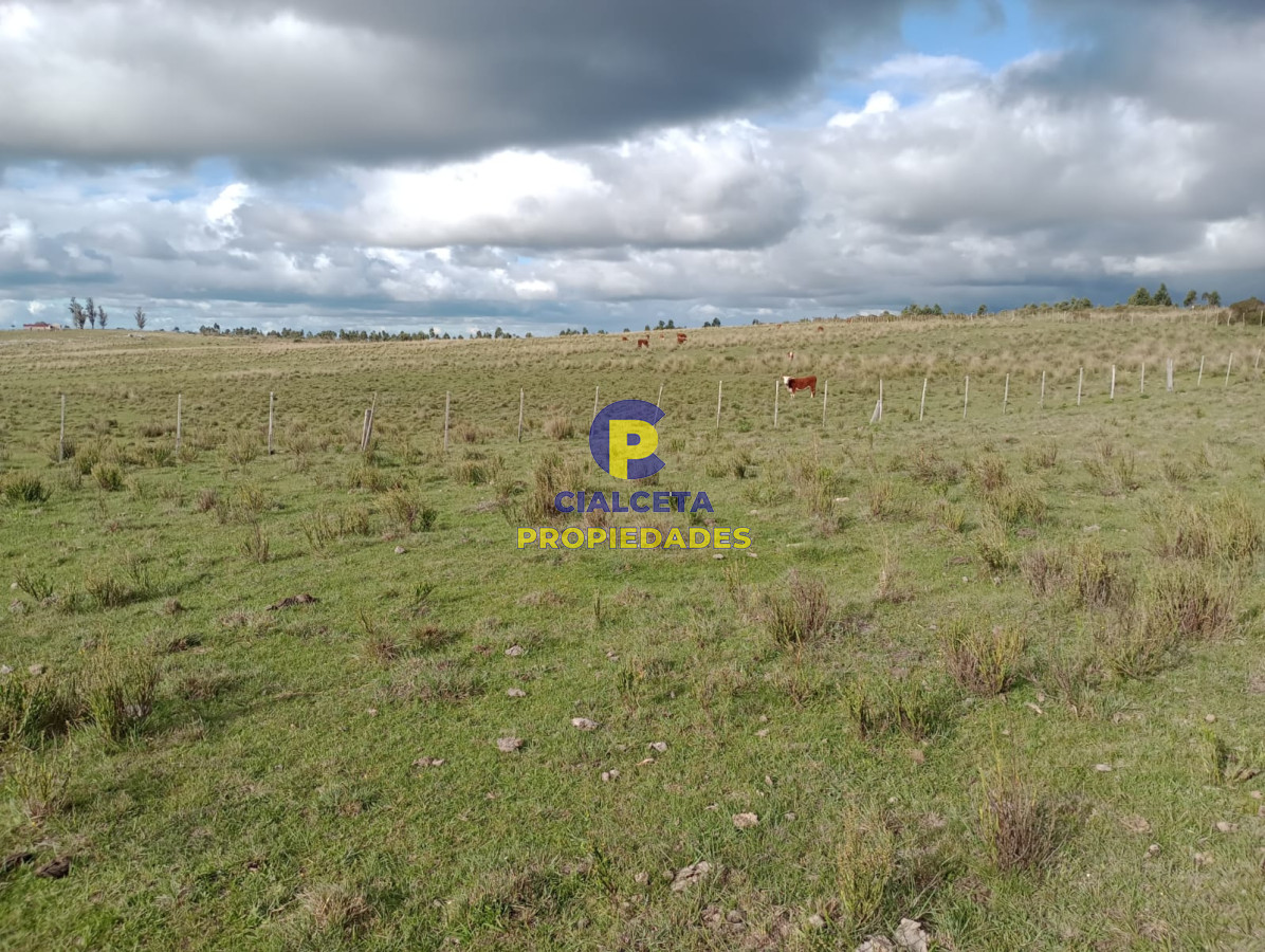 Campo Ref.175 - 140 hectáreas en Lavalleja