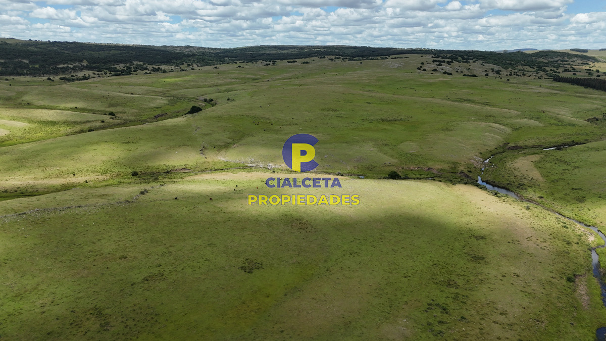 Campo Ref.552 - 389 hectáreas ganaderas forestales