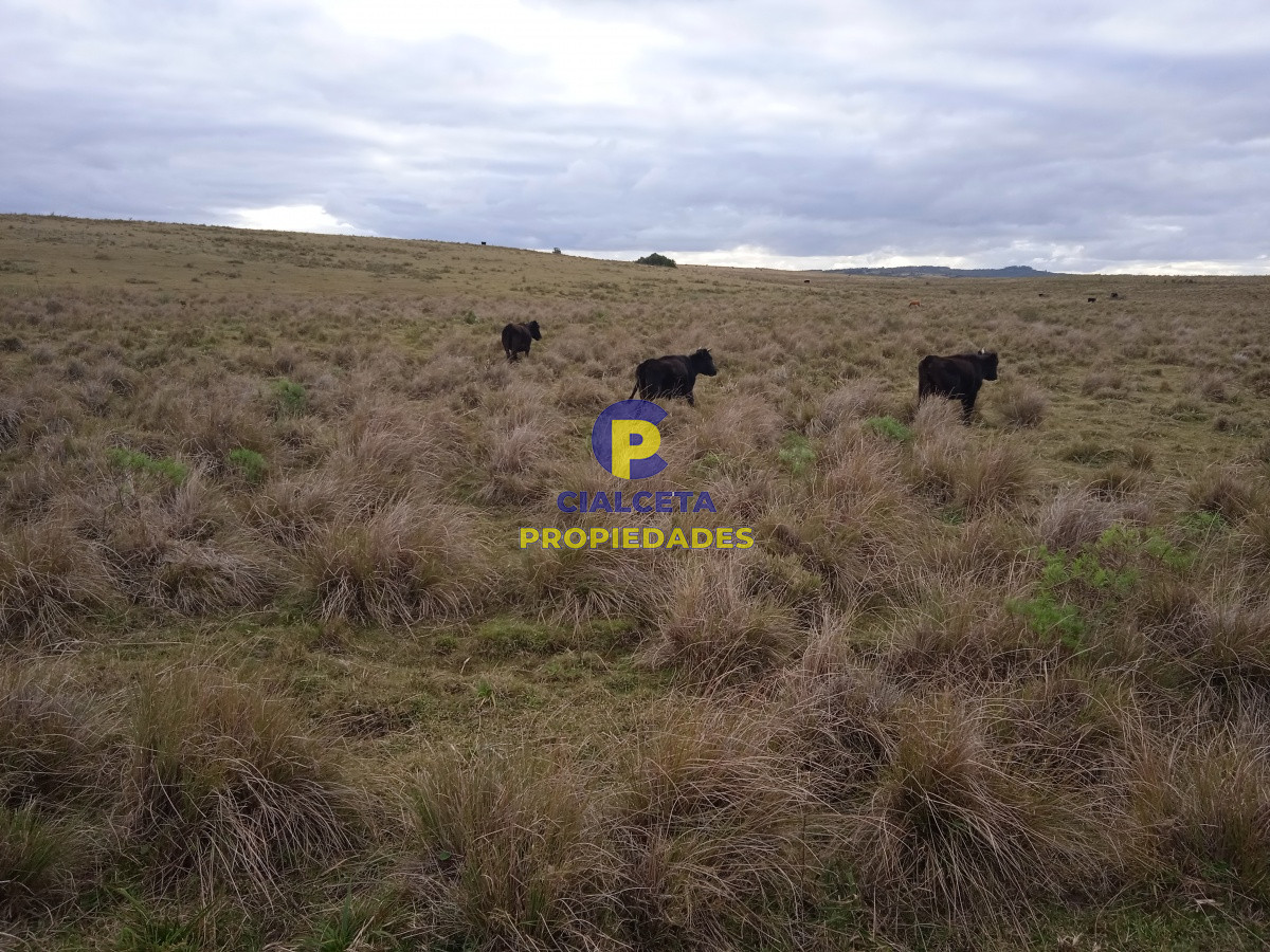 Campo Ref.122 - 60 hectáreas en Garzón