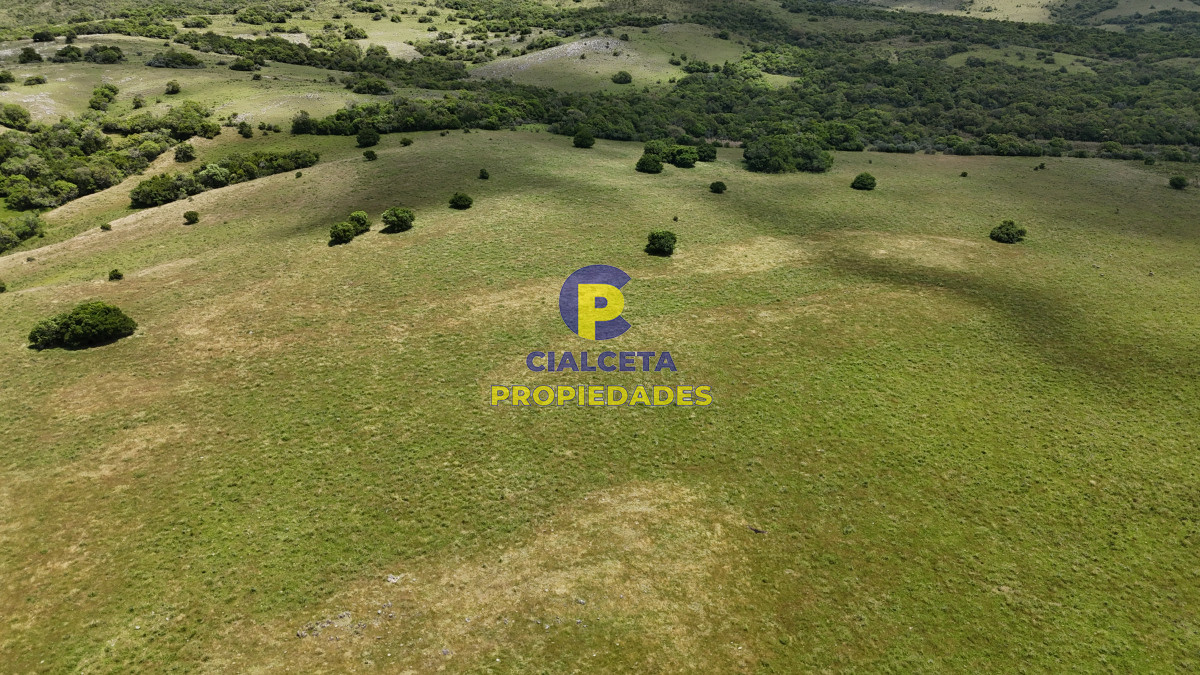 Campo Ref.551 - 95 hectáreas ganadero forestal