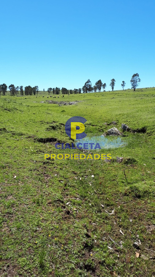 Campo Ref.325 - 298 hectáreas en Lavalleja