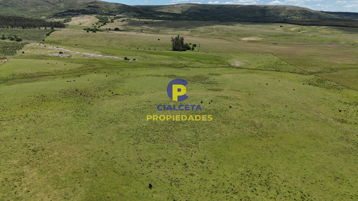 Campo Ref.551 - 95 hectáreas ganadero forestal